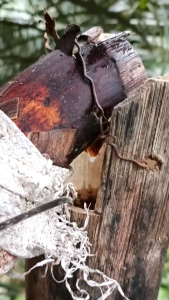 Gula aren asli 850 gr