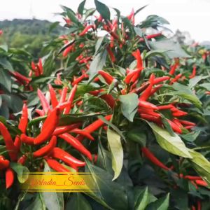 [Virladia Seeds] Biji Benih tanaman cabe Tumpuk Red Cluster