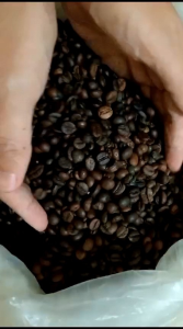 Biji Kopi Robusta Tapanuli Coffee Robusta Tapanuli Kopi Robusta biji kopi robusta