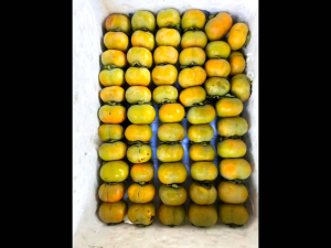 Combo 5 kg Hồng Giòn Mộc Châu