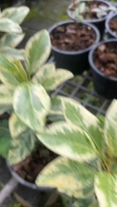 การดูแลต้นไกรใบด่าง: แสง: ต้นไกรใบด่างต้องการแสงแดดที่เพียงพอในการสังเคราะห์แสง แต่ไม่ควรโดนแดดจัดเกินไปในช่วงกลางวัน ควรได้รับแสงแดดอย่างน้อย 4-6 ชั่วโมงต่อวัน น้ำ: รดน้ำเมื่อดินแห้ง โดยสังเกตจากหน้าดิน หากหน้าดินแห้งก็ควรรดน้ำให้ชุ่ม แต่ต้องระวังไม่ให้