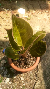 Aglonema lipstik cobra tanaman hias koleksian jadulan