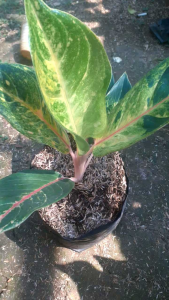 Aglonema red imelda tanaman hias hidup