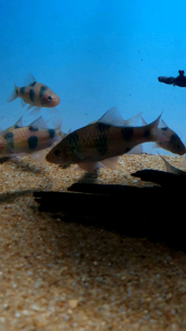 Clown Barb/Barbodes Dunckeri/Ornamental fish/Freshwater/Readystock