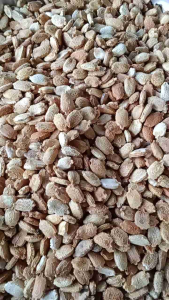 Ampalaya Seeds BONITO High Yielding / Buto ng Ampalaya Bitter Gourd Vegetable Seeds for Home Gardening Farming