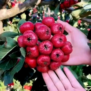 (KEMASAN PREMIUM) BIJI/BENIH HAWTHRON BERRY MERAH