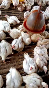 VIT.TROND (vitamin trondol )vitamin penghangat tubuh ayamsuplement trondolvitamin brooding ayam