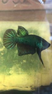 ปลากัดลูกผสม เชื้อสายกัด25% ปลากัดเกร็ดหนา ฟันคม พร้อมออกกัดทุกสนาม