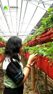 Boosbloom: Pupuk Lengkap Makro Mikro & Mengandung 17 Jenis Asam Amino
