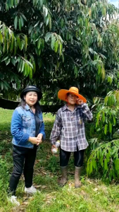 17 พลัส 😲คุ้มจัดประหยัดจริง ขวดที่ 3 เพียง 10 บาทเท่านั้น!!! 😱โอ้ย!! ทำได้ ปลูกทุเรียนยังมานาน ติดดอกน้อย ผลผลิตก็ไม่ได้ 📌มาแล้วจ้า 17 Plus ทำให้ต้นทุเรียนของคุณจะดูดยึดสารอาหารได้มากขึ้น 🌳ใช้ 17 Plus เพียงตัวเดียว 🌿