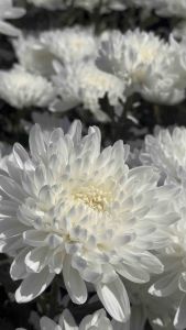 ต้นกล้าเบญจมาศ ขาวญี่ปุ่น 10 ต้น