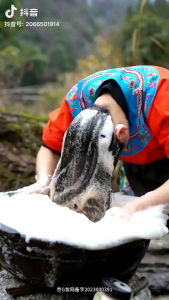 黑灵芝何首乌洗发水 (3包)