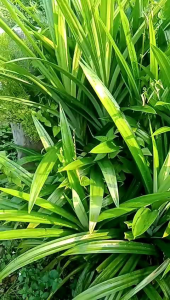 pandan wangi segar 1 kg