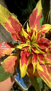 เจ้าเงาะถอดรูป 50 เมล็ด