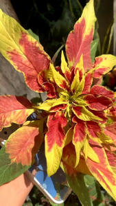 เมล็ดพันธุ์เงาะถอดรูป ใช้ปลูกประดับบรรจุชุดละ50เมล็ด