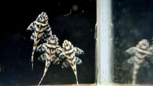 L236 pleco | Pleco | aquatic | Fish | super white pleco | Live animal