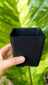 กระถางสี่เหลี่ยม 3 นิ้ว กระถางทรงสี่เหลี่ยม