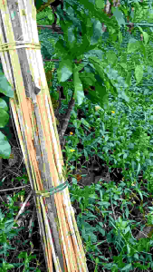 BAMBU AJIR TANAMAN 30 PCS HALUS SIAP DIGUNAKAN