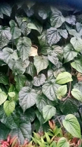 DAUN SIRIH SEGAR FRESH PETIK POHON LANGSUNG