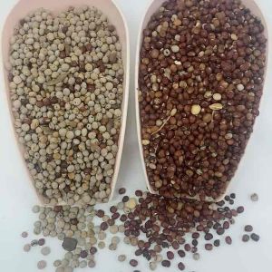 Clean fresh Agbugbu native beans/pigeon ipea