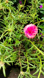Moss Rose / 马齿苋花 / Bunga Krokot / गुलाबी फूल – Portulaca Grandiflora Singapore – Drought Tolerant Fast Blooming Colorful Flowers Easy Care Sun Loving – LIVE PLANT