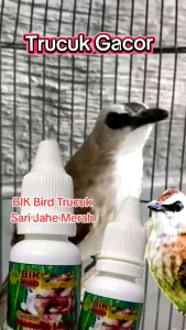 BIK Bird Trucuk Ekstra Sari Jahe Merah. Penggacor Burung Trucukan Supaya Cepat Bunyi Gacor Dan Ropel.