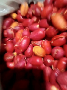 kulit melinjo segar kulit Tangkil Mateng seger 1kg TERMURAH