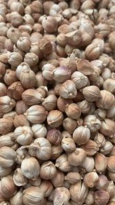 Kapulaga Kering Premium: Mengenal dan Menggunakan