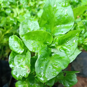 stek bibit bayam brazil sudah berakar rimbun