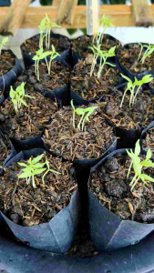 เมล็ดมะเขือยาว organic เก็บใหม่ 07/2025 (75 เมล็ด/ซอง)