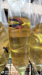 ikan laga Betta fish 马尾斗鱼 - V tail aoc size jr baby(male)random continue groom (line multi aoc)