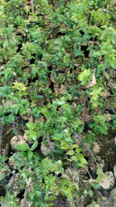 Tanaman Hias Bougenville Tanaman Bunga Bougenville 4 Warna