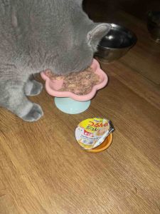 INABA CIAO SOFT JELLY CUP CAT WET FOOD TUNA / CHICKEN 65 g x 1 (161 162 163)