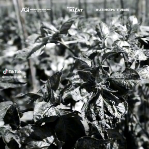 Pupuk Pelebat Buah Organik Kilat Hormon 250ML 500ML 1000ML