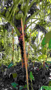 Bibit Kelapa Hibrida Batang Besarbatok Besar