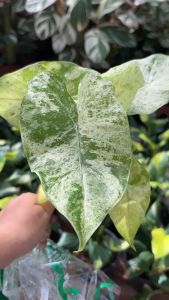 Alocasia odora Batik เป็นไม้ประดับที่มีใบสวยงาม โดดเด่นด้วยลวดลายด่างคล้ายผ้าบาติก. ใบมีสีเขียวเข้มสลับกับเส้นใบสีขาวหรือสีเงิน. ต้น Alocasia odora Batik เติบโตได้สูงประมาณ 0.5-1.6 เมตร.