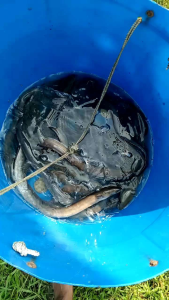 kinero pakan ikan sidat dan belut juga cocok untuk ikan hias repack 2kg