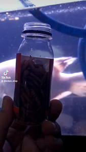 Maggot Kering Crystal Premium 40gr: Pakan Ikan Predator & Lainnya