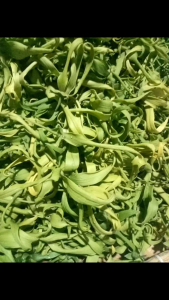 Bunga Kenangga Harum permika besar