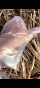 [Ship toàn quốc] 500gram Khô cá lãi khô giòn - cá sụn sịn cá lìm kìm đặc sản miền Trung