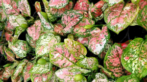 อัญมณี3สี อโกลนีมา ส่งพร้องกระถางดำ 6นิ้ว