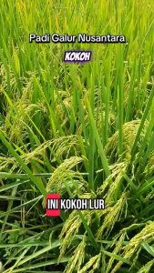 BENIH /BIBIT PADI GALUR NUSANTARA TERBARU ANAKAN TERBANYAK 5KG