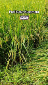 BENIH/BIBIT PADI GALUR NUSANTARA TERBARU ANAKAN TERBANYAK 2KG