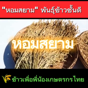 #ข้าวหอมสยาม ✅5 KG. (คัดเมล็ดพิเศษ)#ข้าวเจ้าหอมสยาม นาปีต้นเตี้ย พันธุ์แท้100%"