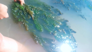 สาหร่ายพุงชะโด