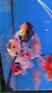 Long Tail ORANDA GOLDFISH 13/14cm RM488 per piece ( SPECIAL SELECTION )