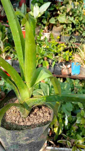 Bromeliad Gusmania live plant in polybag