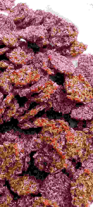 Kerupukk Rengginang ketan Asli