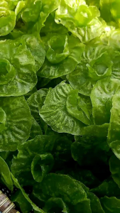 Kerupuk Kembang Rose: Camilan Nikmat & Renyah