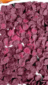 kerupuk Renggining Tepung Beras Asli